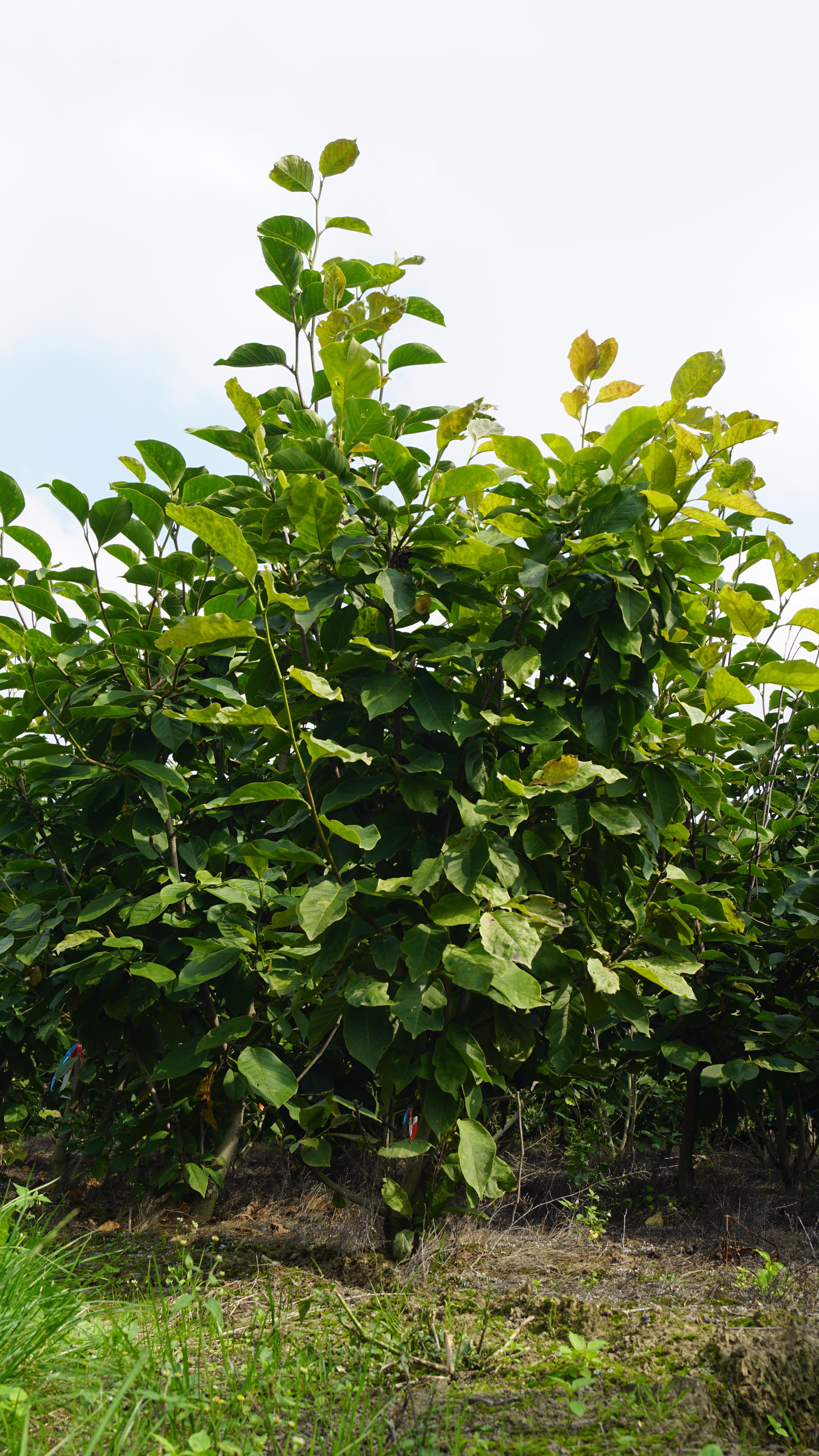Magnolia soulangeana 'Sundew' (8)
